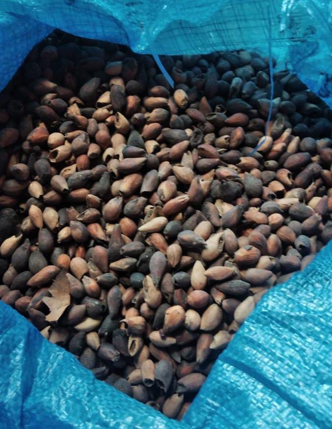 jual biji jati putih