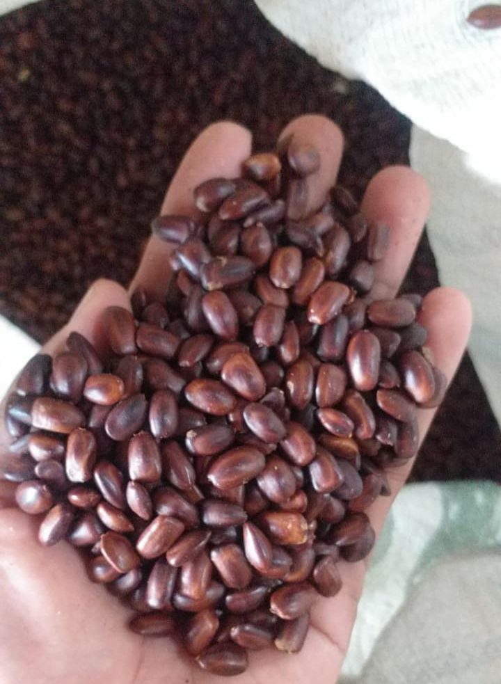 jual biji trembesi