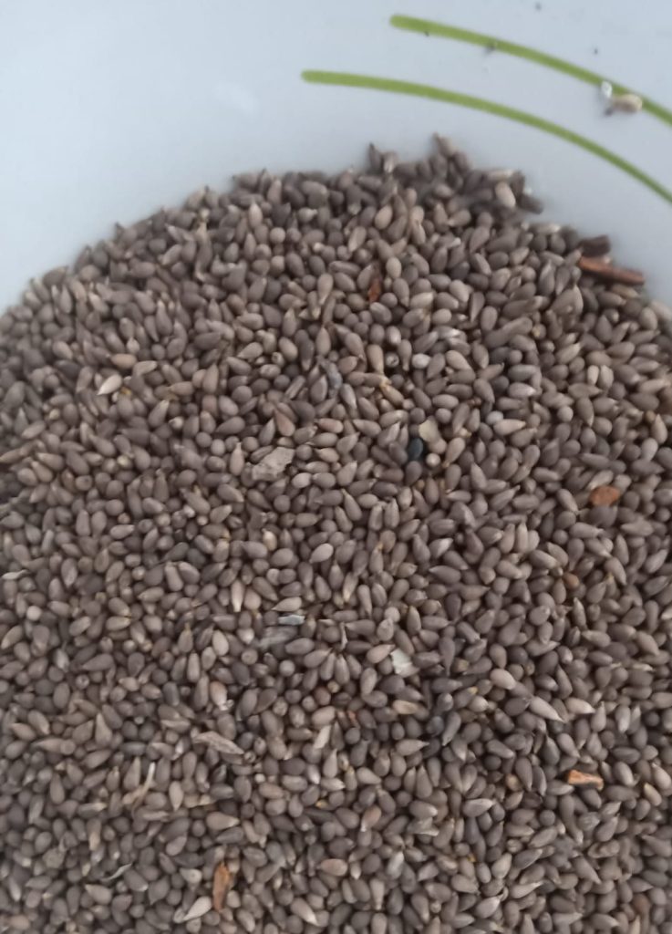 Jual biji balsa