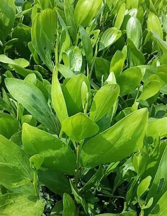jual bibit akasia mangium