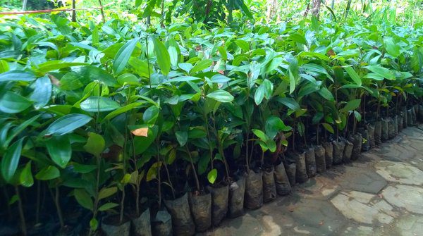 jual bibit angsana