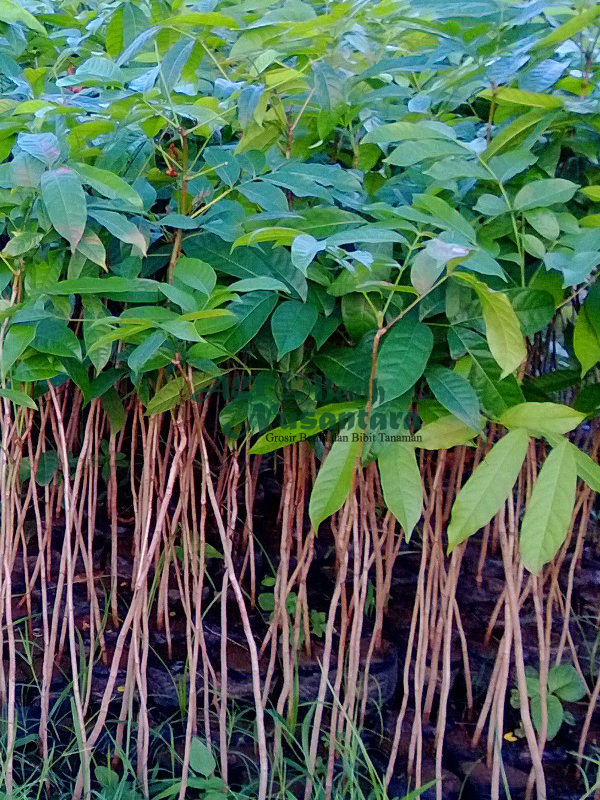jual bibit mahoni