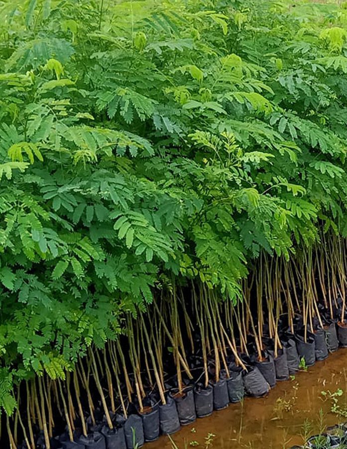 jual bibit sengon laut