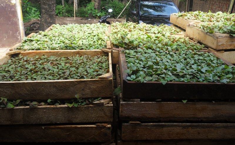 jual sosis jabon