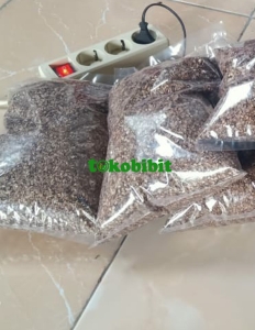 jual biji cemara udang