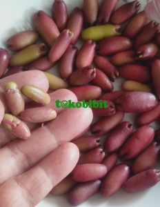 jual biji cengkeh