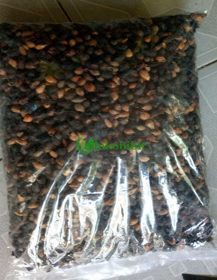jual biji jati putih