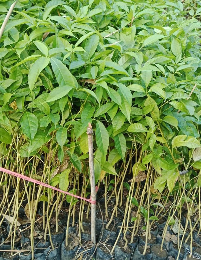 jual bibit tabebuya
