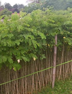 Jual bibit trembesi