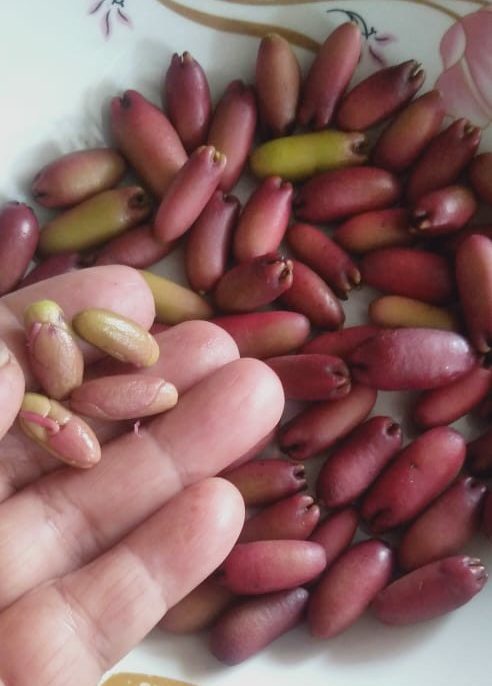 jual biji cengkeh zanzibar