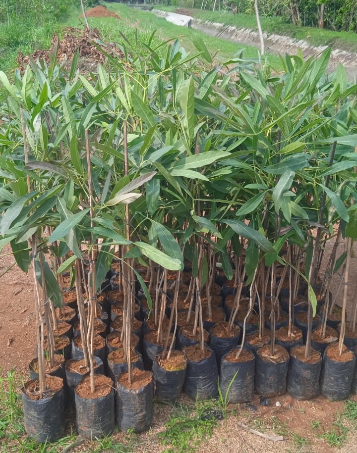 Jual bibit tabebuya