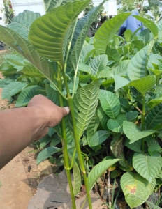 Jual bibit Jabon