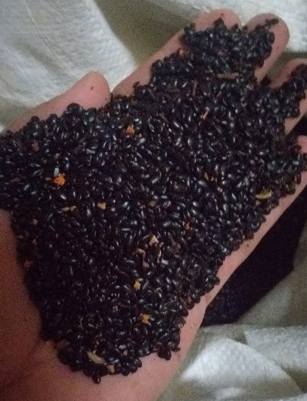 jual biji akasia mangium