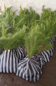 jual bibit pinus merkusi