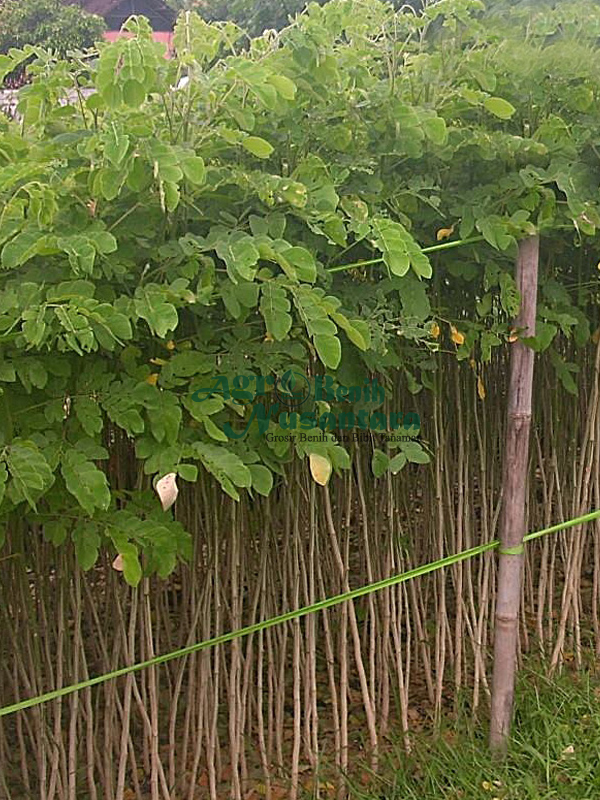 jual bibit trembesi