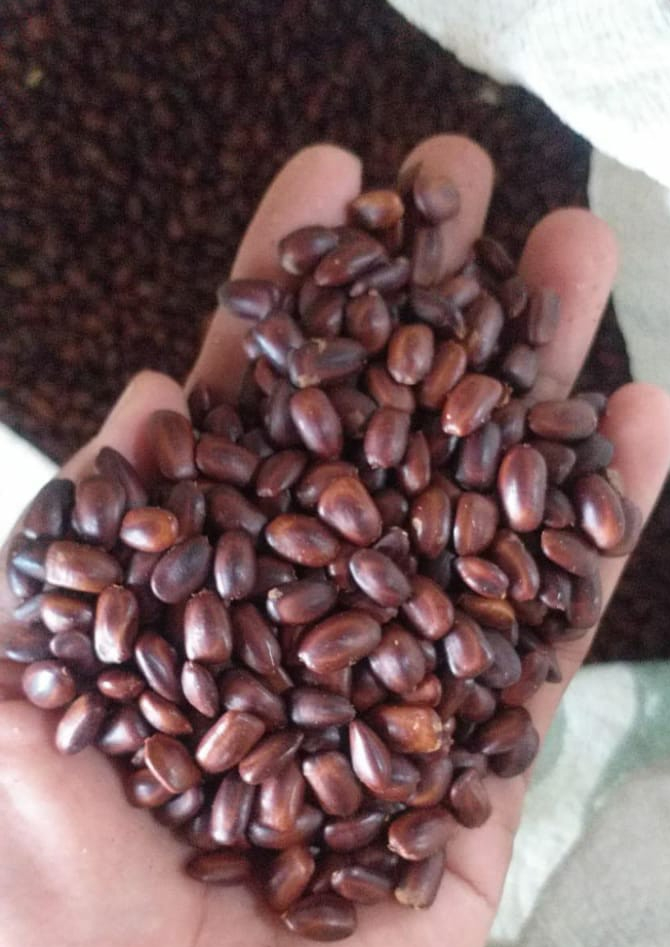 jual biji trembesi