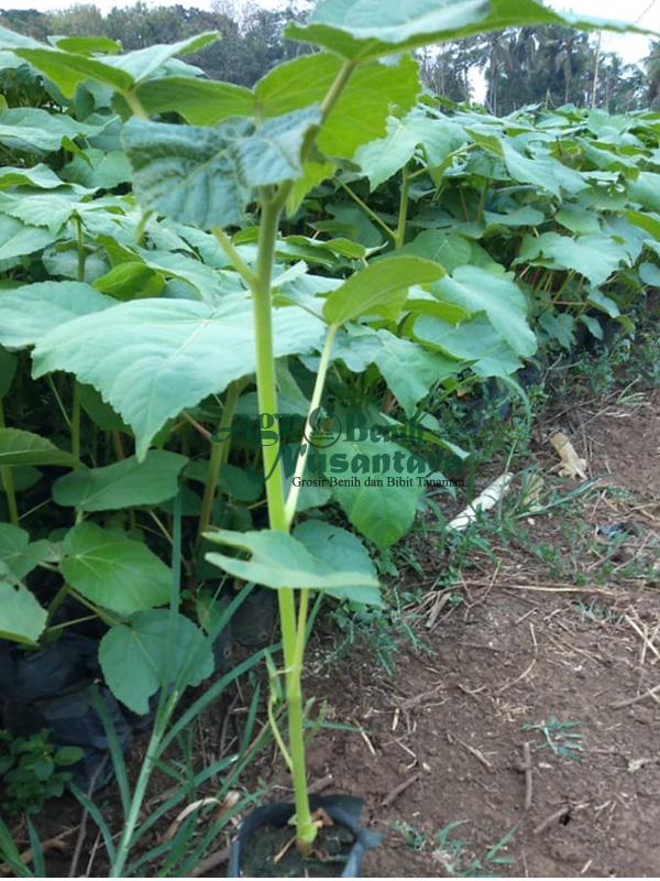 jual bibit balsa