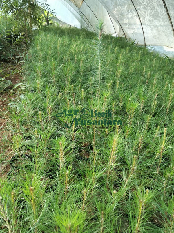 jual bibit pinus merkusi